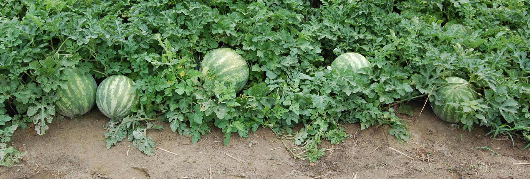 Watermelon Plant
