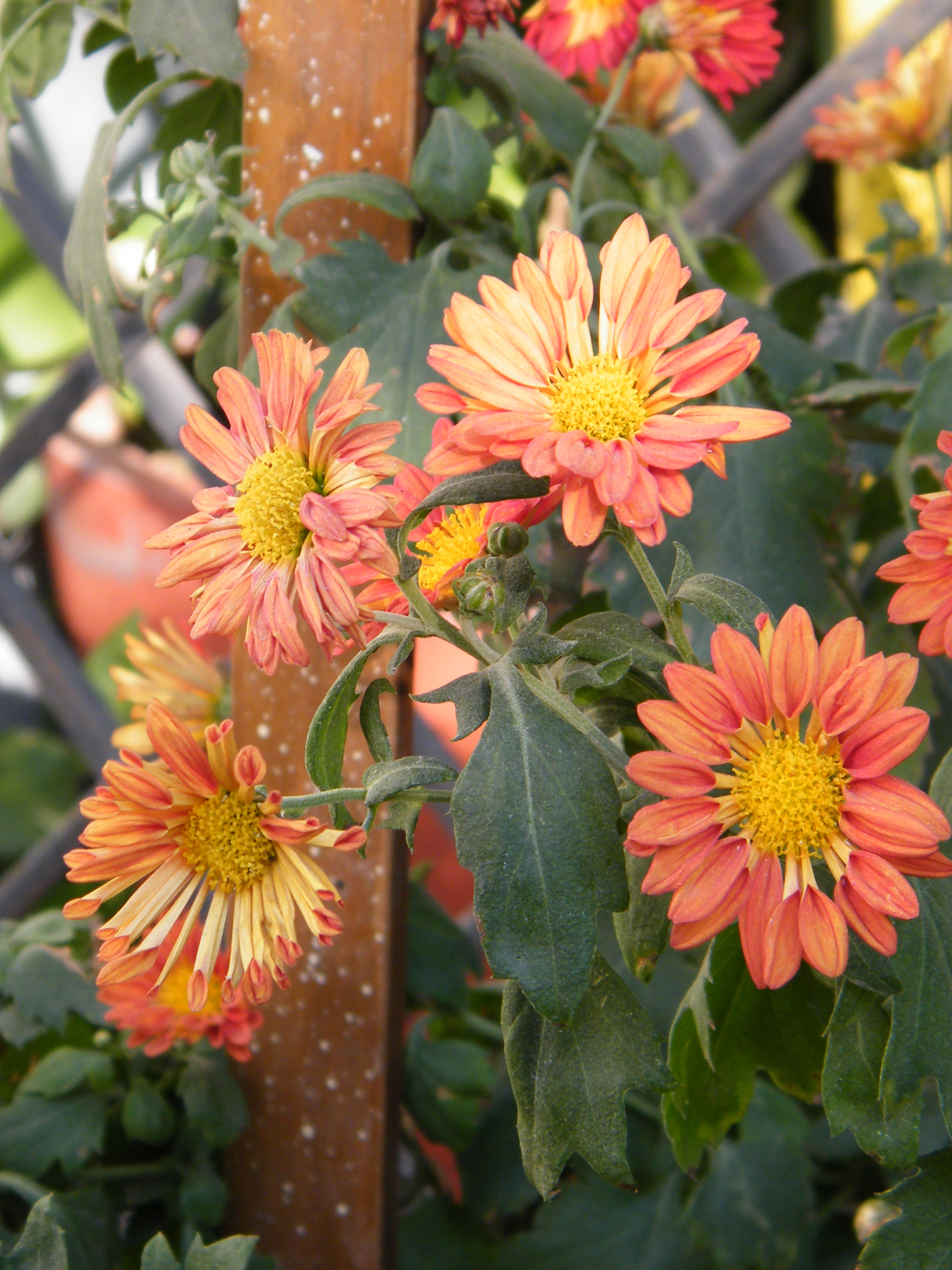 Chrysanthemum Plant Care Guide ~ Varieties  Auntie Dogma39;s Garden 