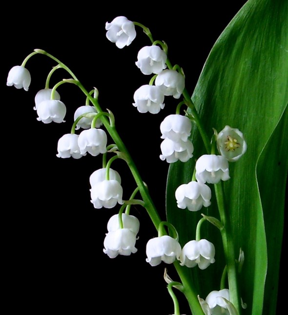 lily_of_the_valley