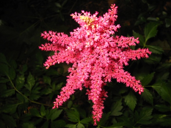 Astilbe_-_from_the_top