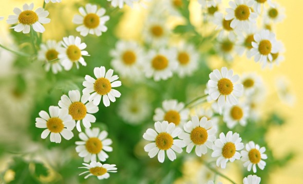 Chamomile-Flowers-Summer-Flower-Petals-Close-Up