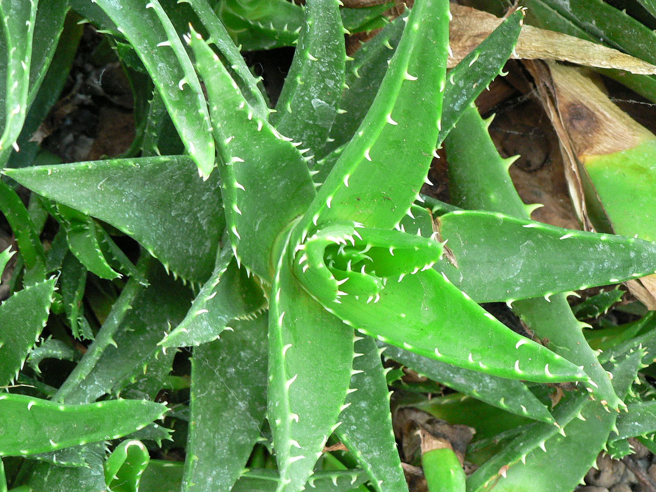 Aloe ~ Aloe Vera ~ Aloe barbadensis Plant Care Guide  Auntie Dogma39;s 