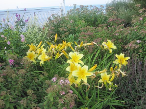 1280px-Lilies_at_Block_Island_IMG_1052