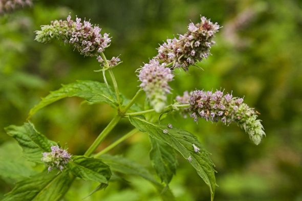 1280px-Unidentified_mentha,_Maramures