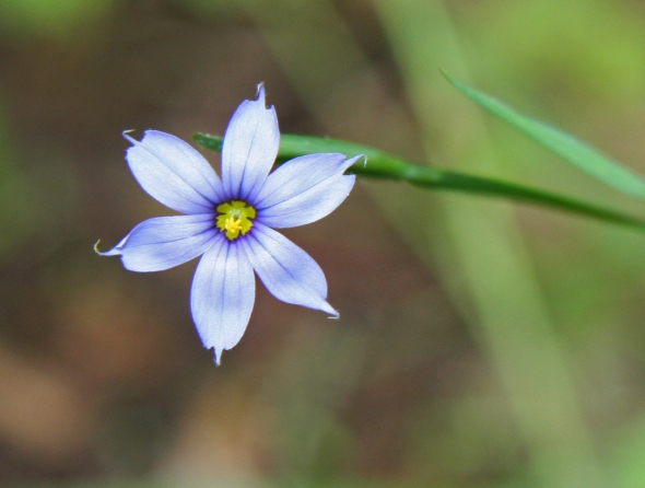 Sisyrinchium_angustifolium_blue-eyed_grass_close