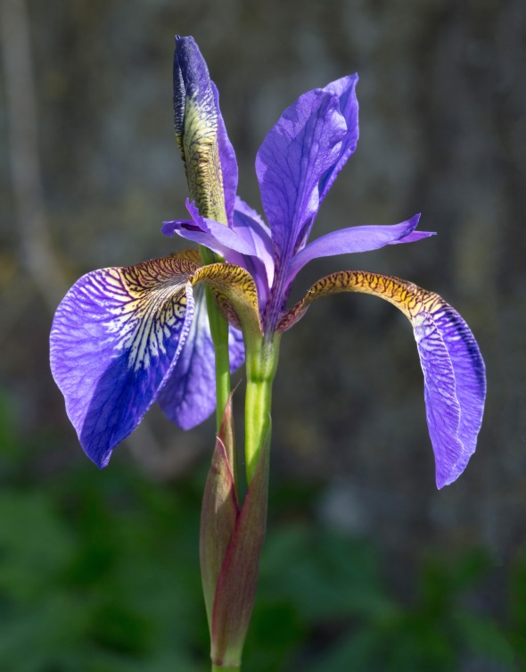 CC BY-SA 3.0 File:Iris germanica (Purple bearded Iris), Wakehurst Place, UK - Diliff.jpg Uploaded by Diliff Created: May 16, 2014