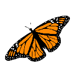 Buttefly1